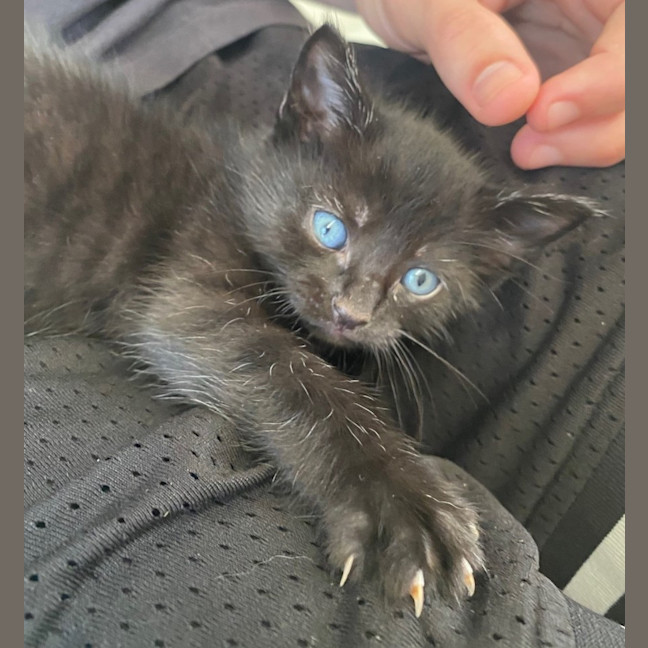 Photo of C1361 Hazel