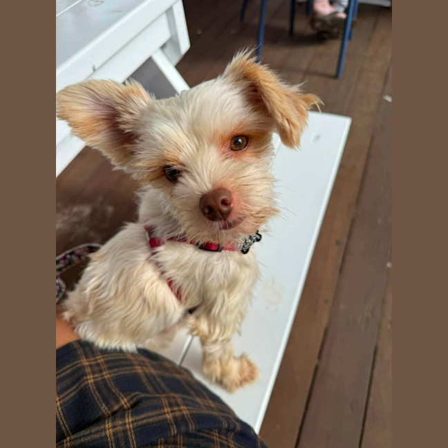 Photo of Cosmo