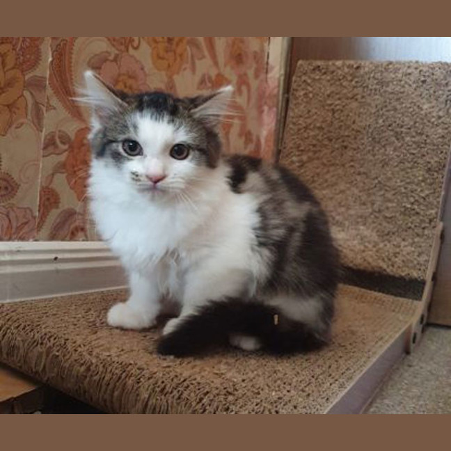 Photo of Wasabi