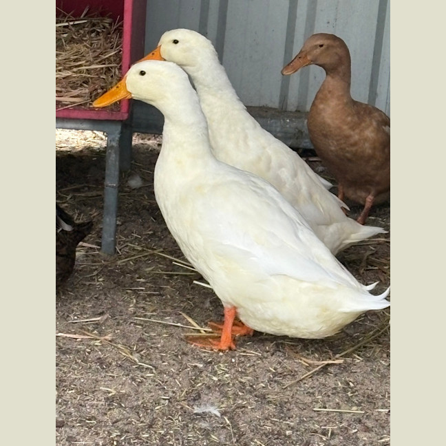 Photo of Starwars Quackers