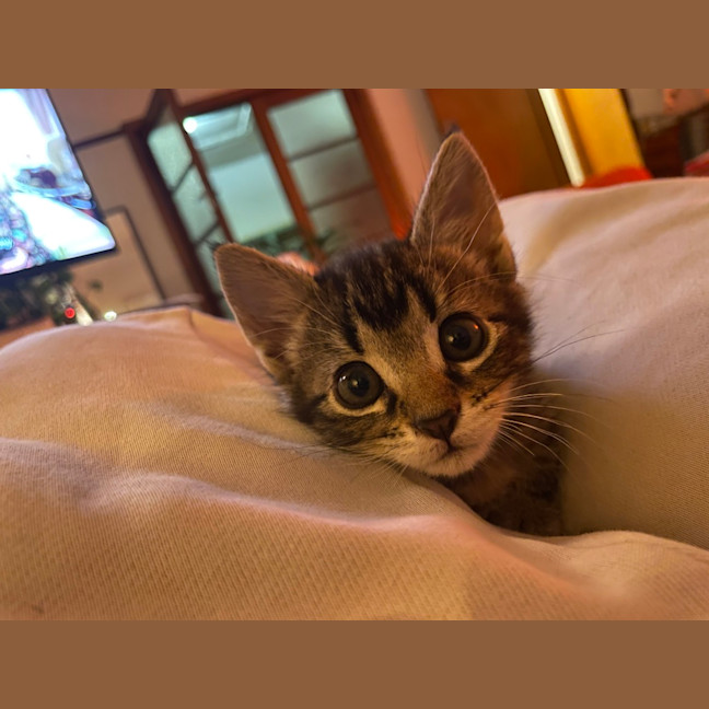 Photo of Remi