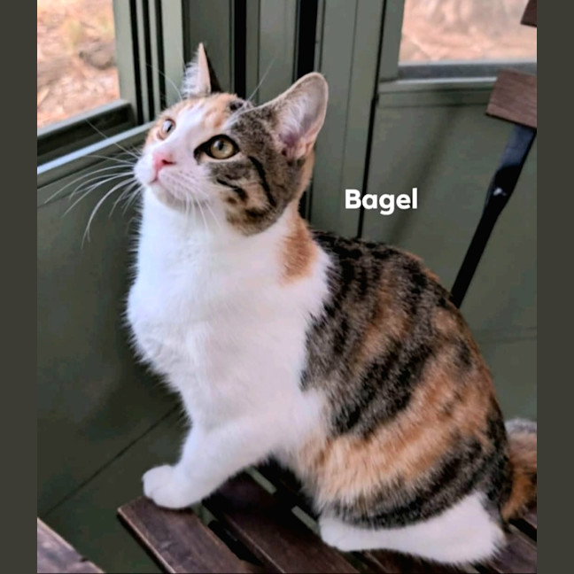 Photo of Bagel