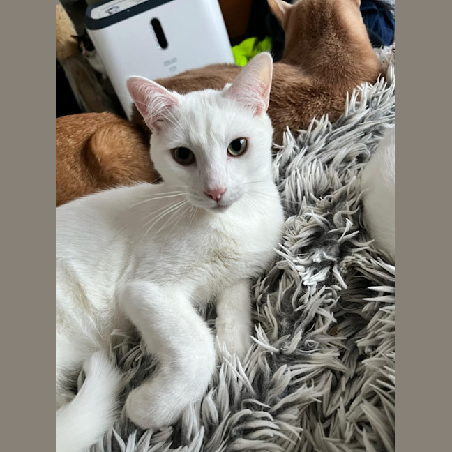 Photo of Leander *9 Lives Project Rescue*