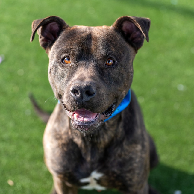 Photo of Peter Imp 888