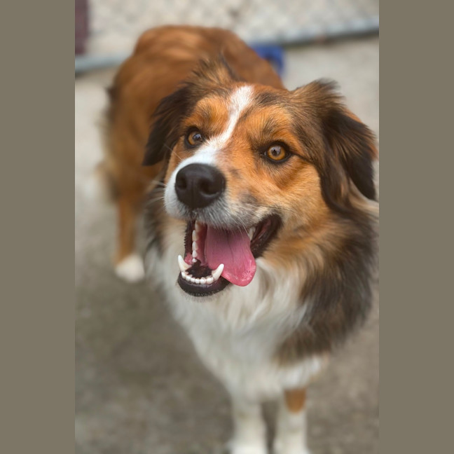 Photo of Stella