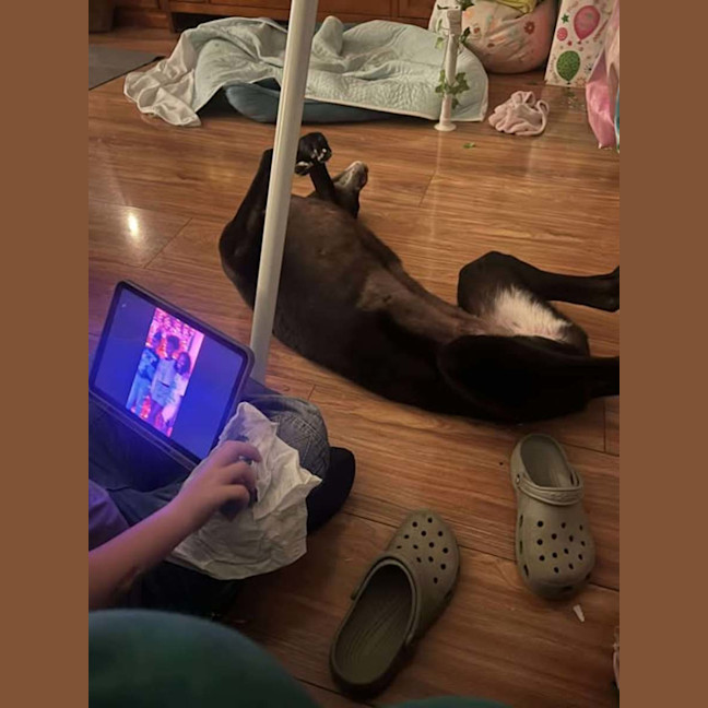 Photo of Sakura, The Greyound