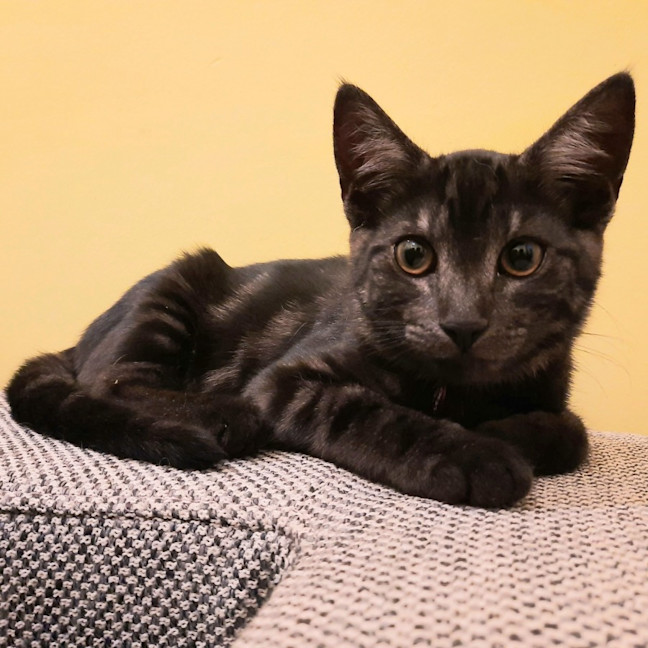 Photo of Odon   Located In Albert Park