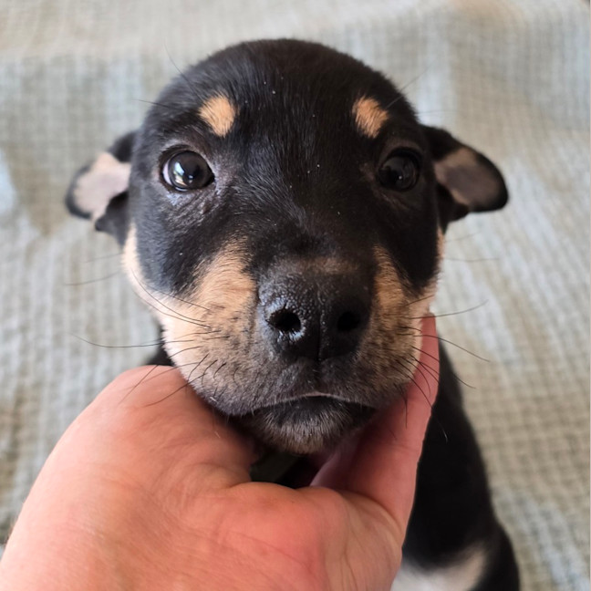 Photo of Kermit The Frog