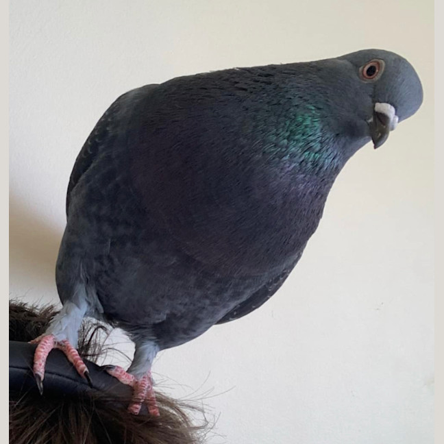 Photo of Pidge And Purse 