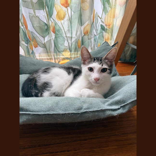 Photo of Buzz