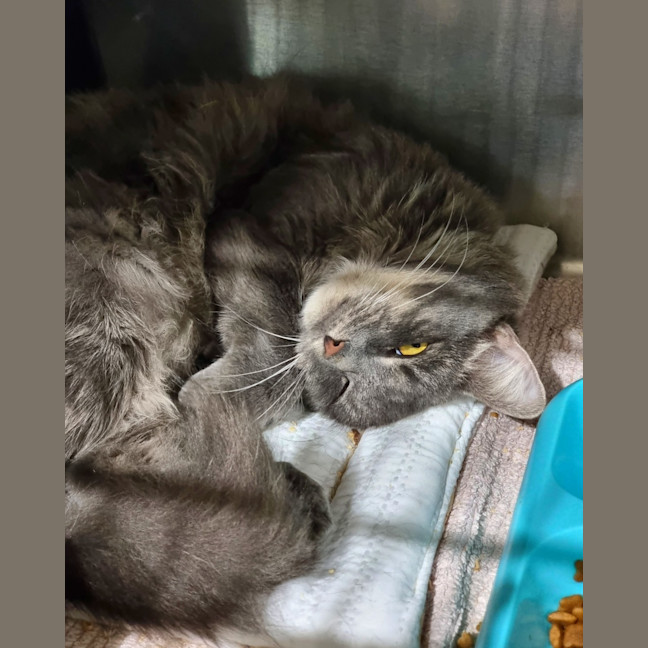 Photo of Fluffy