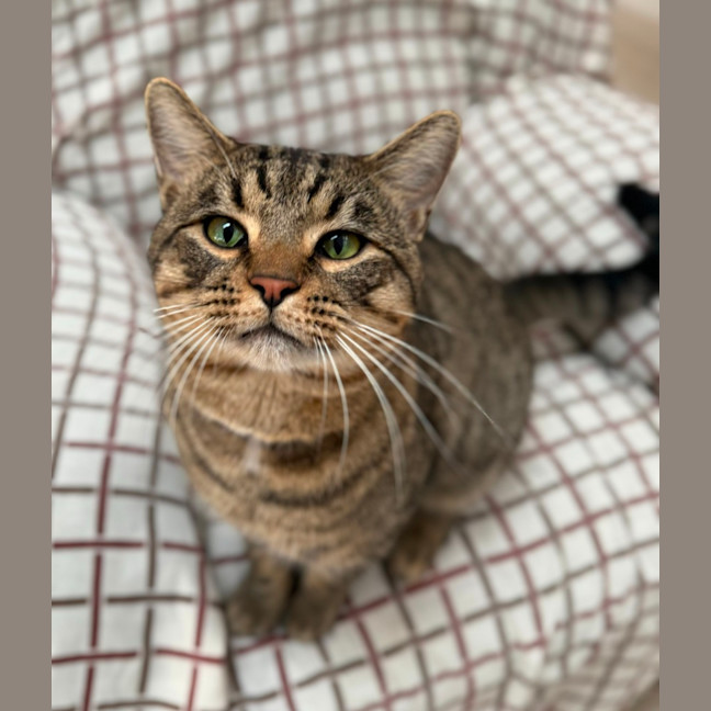 Photo of Bear (8856)