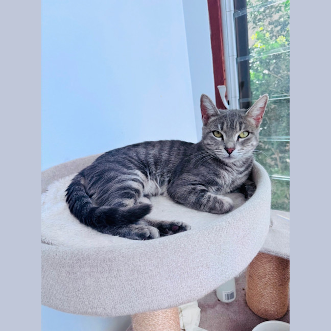 Photo of Rosie 
