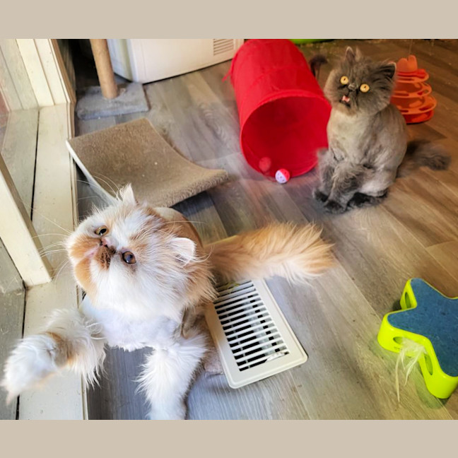 Photo of 🧡Artemis & Lula💙