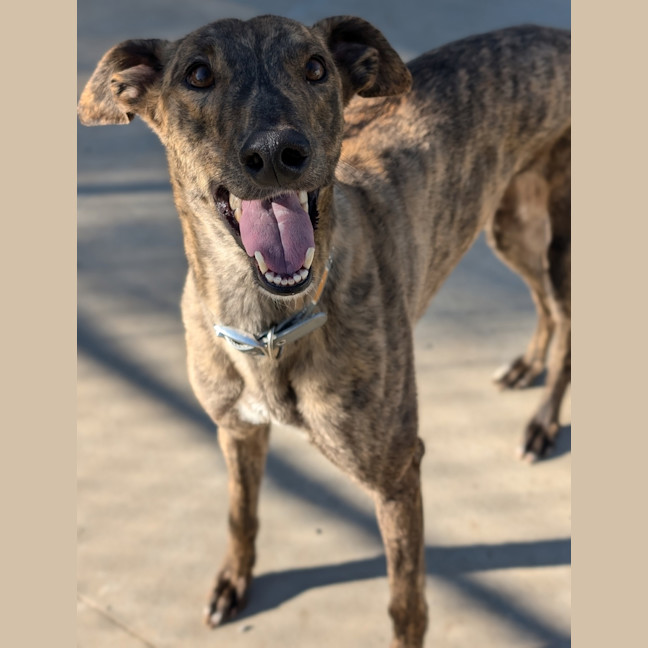 Photo of American Angel 