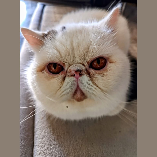 Photo of Mr Meowgli