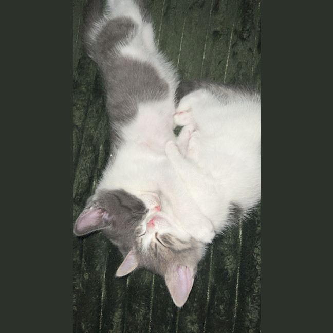 Photo of Saja