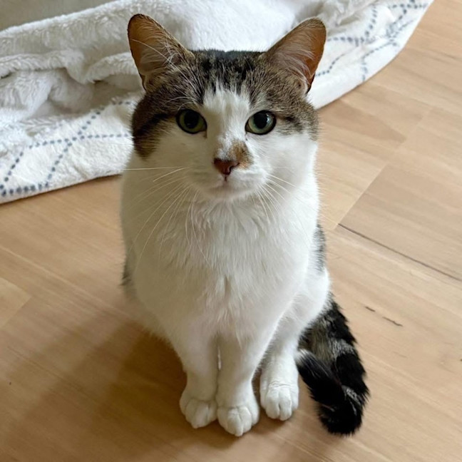 Photo of 12915   Gus