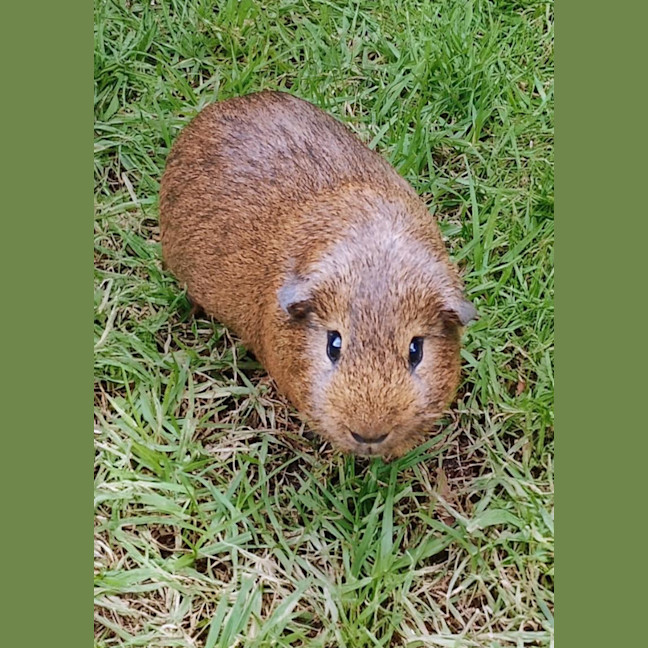 Photo of Pepper