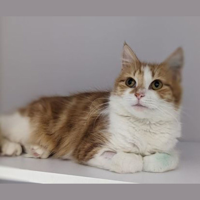 Photo of Aggie