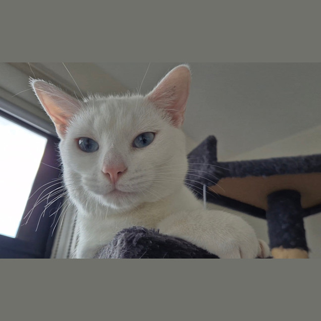 Photo of Bella