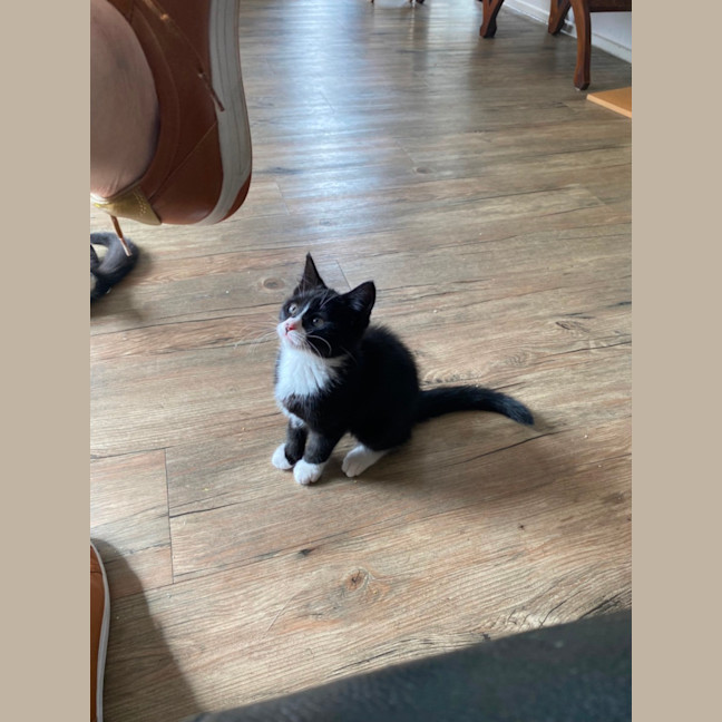 Photo of Cinderella Meet Me At Pet Stock Chelsea