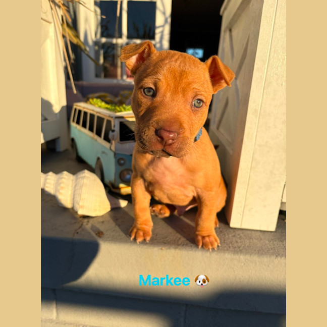 Photo of Markee   8 Week Old Staffy X