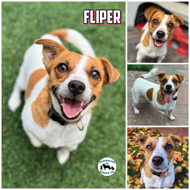 Photo of Fliper