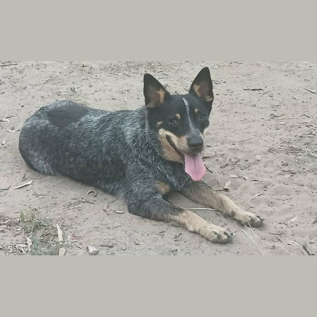 Photo of Sapphire