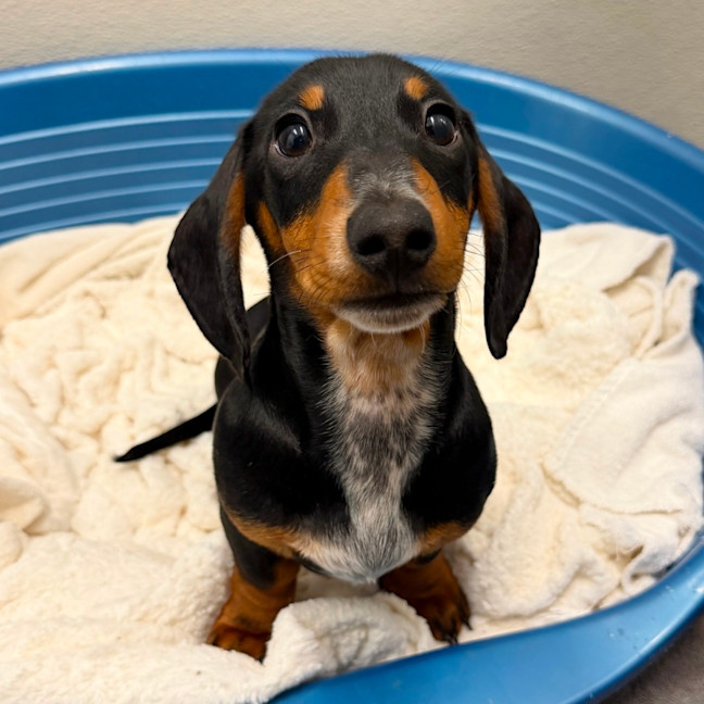 Photo of Gravy