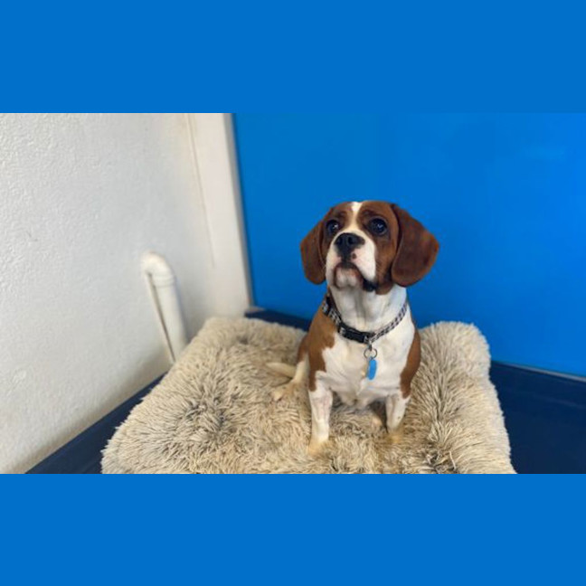 Photo of Marley