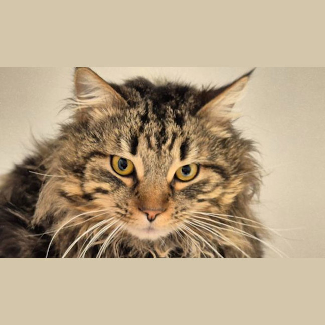 Photo of Pickles