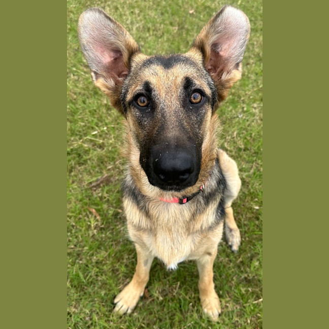 Photo of Gidget
