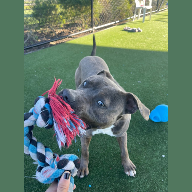 Photo of Dave Imp 678