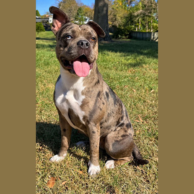 Photo of Koda