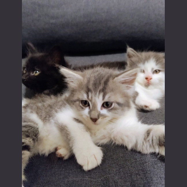 Photo of Miette