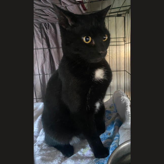 Photo of Cosmo 