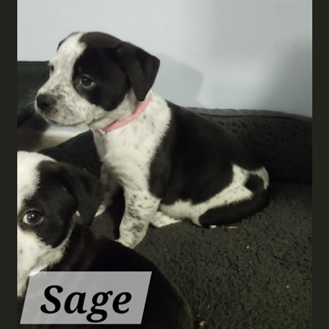 Photo of Sage