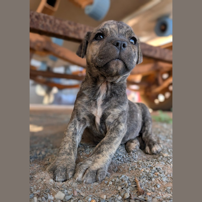 Photo of Dash