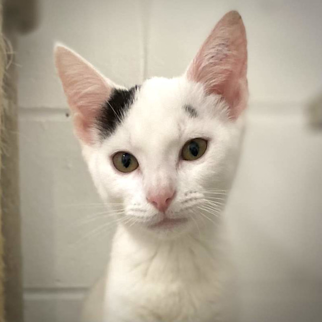 Photo of Stella