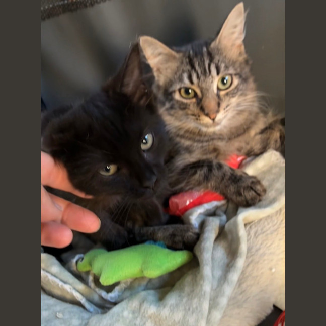 Photo of Abigail And Storm