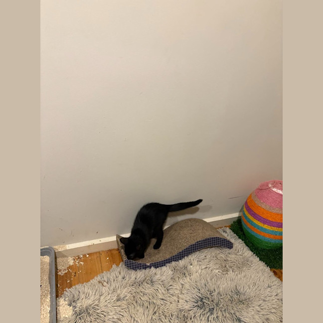 Photo of Maverick