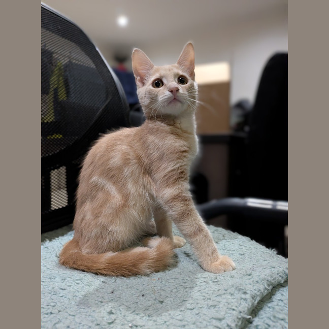 Photo of Biscotti