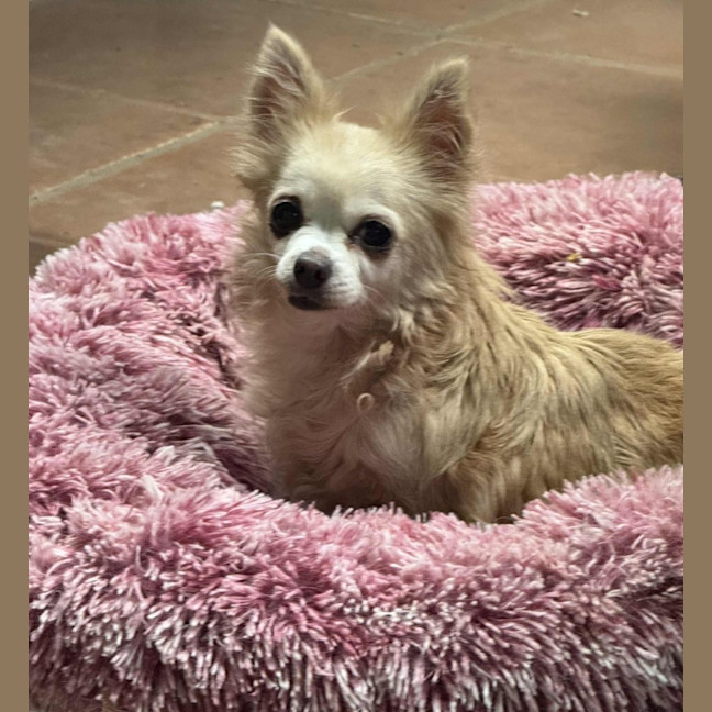 Photo of Patsy