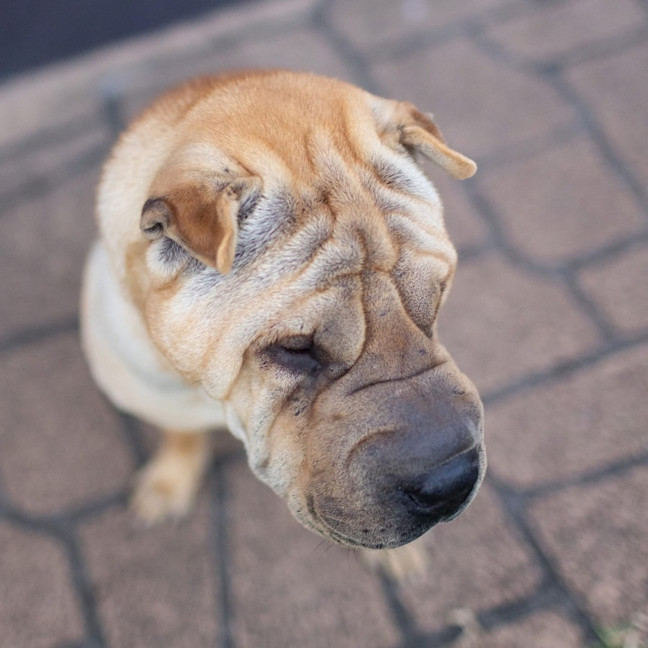 Photo of Frankie