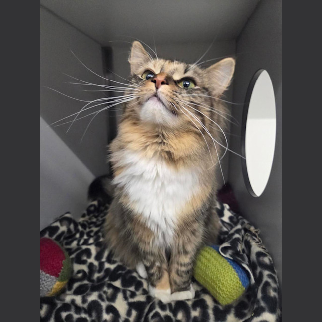 Photo of Cassie (Bonded With Polly)