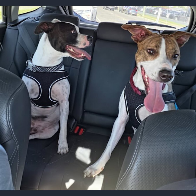 Photo of Harley And Hazel