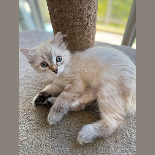 Photo of Olive