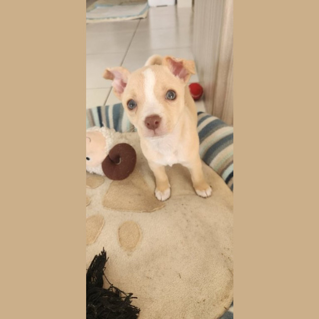 Photo of Matisse   8 Week Old Maltese X