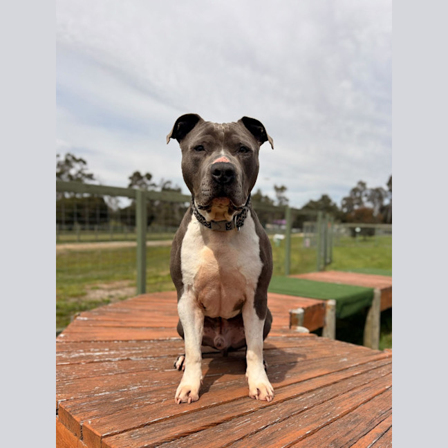 Photo of Chip